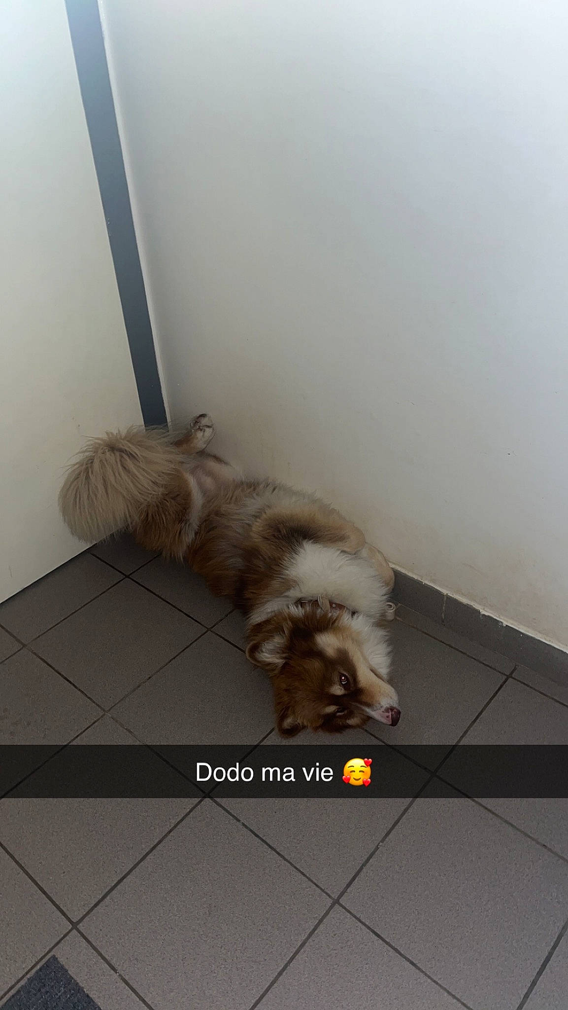 Diego a rejoint le concours — aidez-le/la à gagner de superbes lots ! canidae, carnivore, comfort, companion_dog, dog, dog_breed, fawn, floor, flooring, fur, hardwood, liver, room, sporting_group, tail, terrier, tile, toy_dog, wood