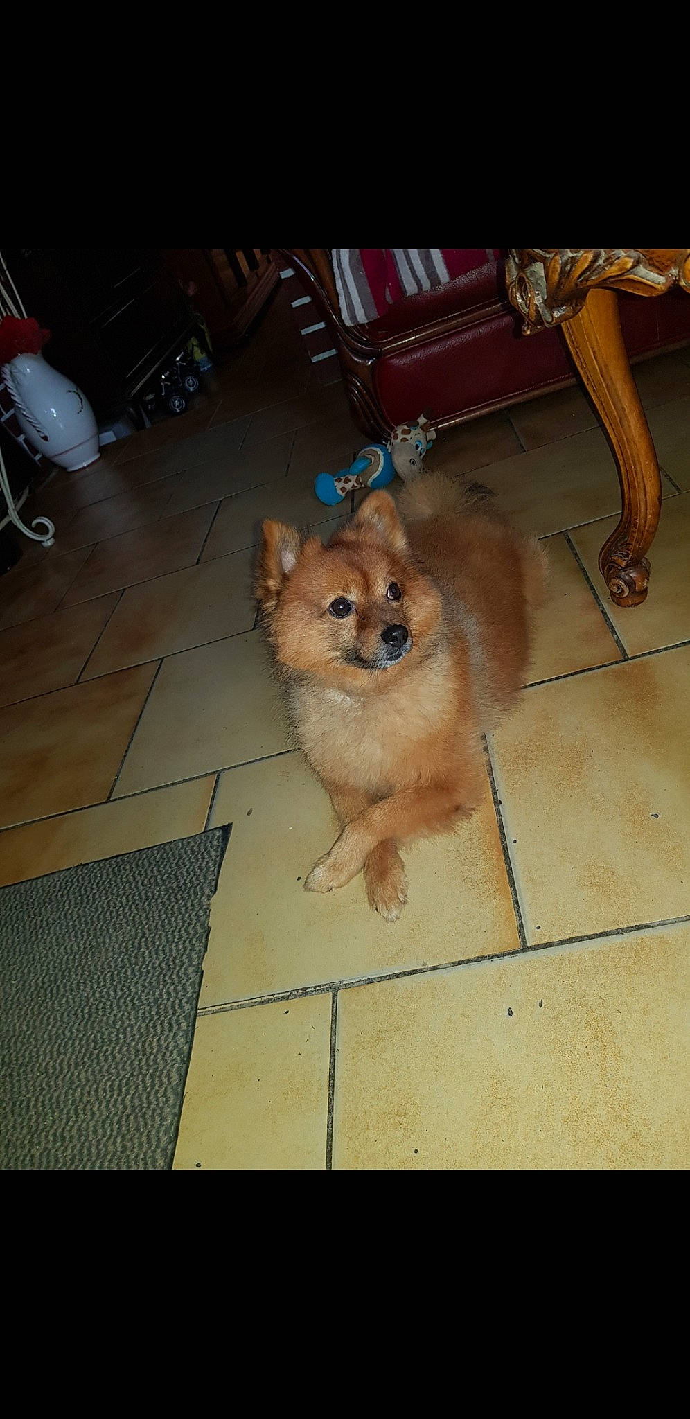 Hercul participe au concours pour gagner de l'argent avec cette photo : canidae, carnivore, companion_dog, dog, dog_breed, eurasier, fawn, finnish_spitz, german_spitz, german_spitz_klein, german_spitz_mittel, mammal, non_sporting_group, pomeranian, puppy, spitz, sporting_group, toy_dog, vertebrate, volpino_italiano