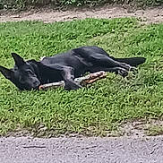 Demon joined the competition — help win amazing prizes! animal, black_dog, canine, daytime, dog, ears, fence, grass, leisure, lying_down, muzzle, nature, outdoor, pet, playful, quiet, relaxed, stick, sunlight, tail