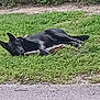 animal, black_dog, canine, daytime, dog, ears, fence, grass, leisure, lying_down, muzzle, nature, outdoor, pet, playful, quiet, relaxed, stick, sunlight, tail