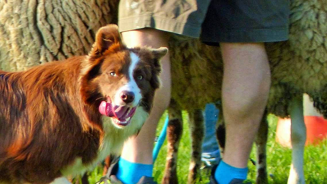 Ouper a rejoint le concours — aidez-le/la à gagner de superbes lots ! australian_shepherd, border_collie, canidae, carnivore, dog, dog_breed, herding_dog, mammal, sporting_group, vertebrate, welsh_sheepdog