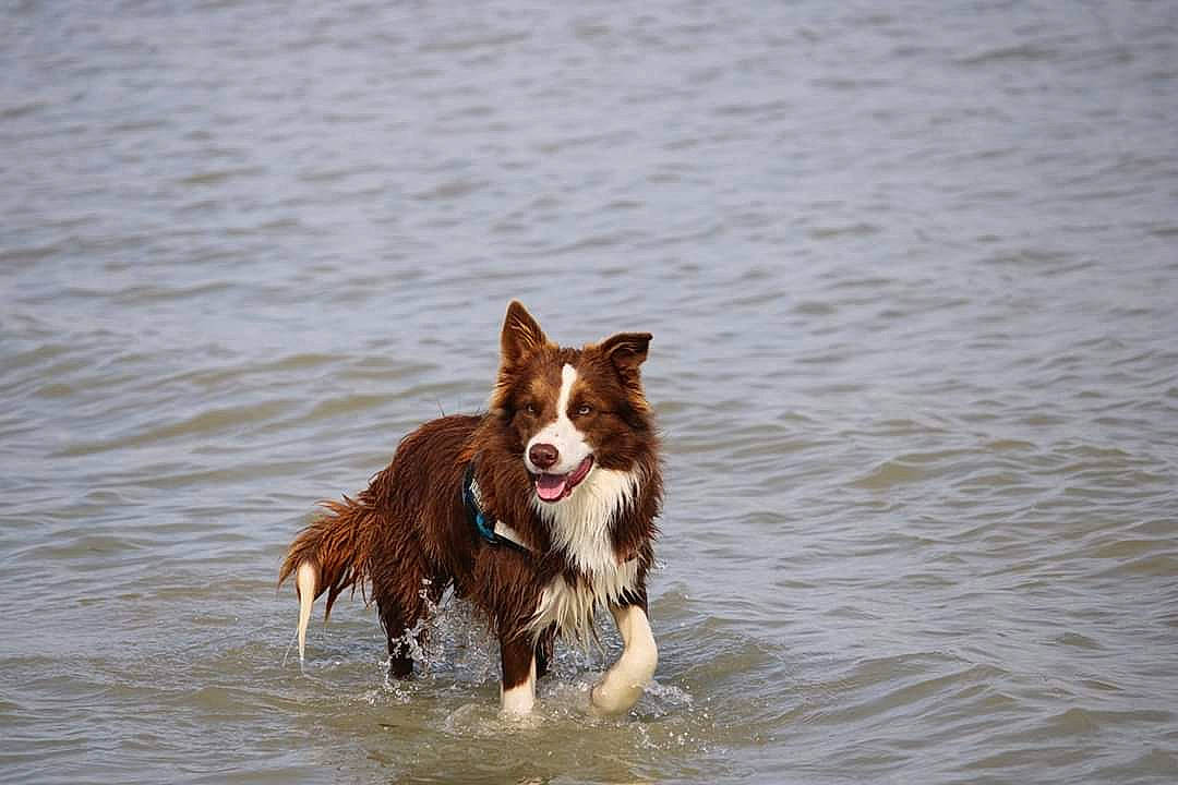 Ouper participe au concours pour gagner de l'argent avec cette photo : australian_shepherd, border_collie, canidae, carnivore, dog, dog_breed, english_shepherd, english_springer_spaniel, herding_dog, kooikerhondje, mammal, sporting_group, vertebrate, working_dog
