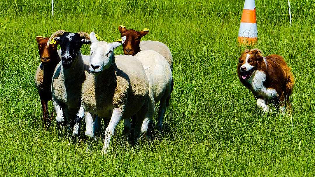 Ouper a rejoint le concours — aidez-le/la à gagner de superbes lots ! bovine, cow_goat_family, dairy_cow, farm, field, goats, grass, grassland, grazing, herd, herding, livestock, mammal, meadow, pasture, sheep, sporting_group, vertebrate, wildlife