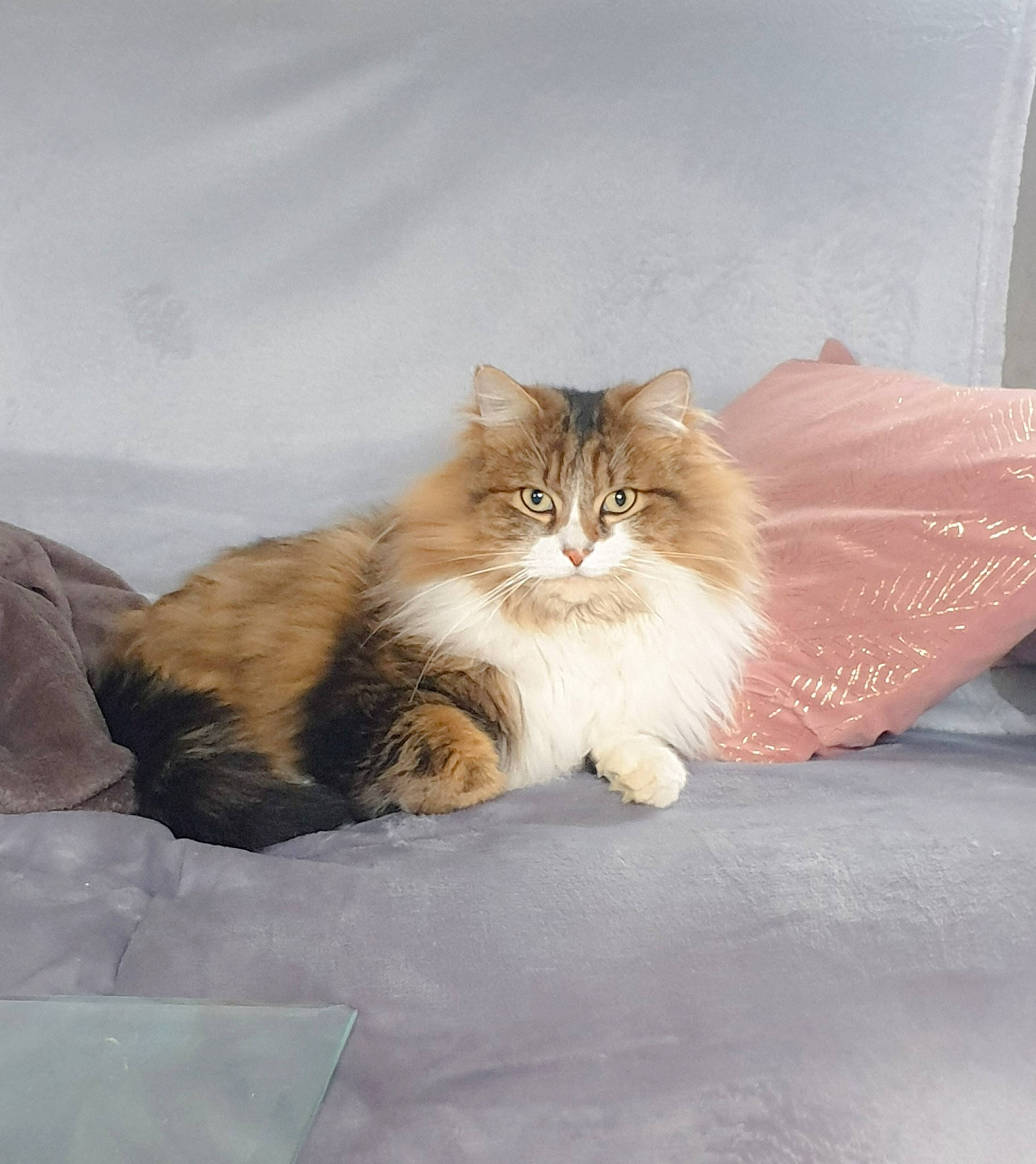 Loustic a rejoint le concours — aidez-le/la à gagner de superbes lots ! asian_semi_longhair, british_semi_longhair, carnivore, cat, cymric, domestic_long_haired_cat, fawn, felidae, fur, kitten, maine_coon, mammal, napoleon_cat, norwegian_forest_cat, persian, ragamuffin, siberian, small_to_medium_sized_cats, vertebrate, whiskers