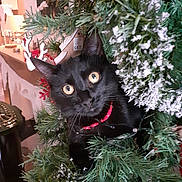 Groulliére a rejoint le concours — aidez-le/la à gagner de superbes lots ! cat, black_cat, christmas_tree, christmas, holiday, festive, red_collar, wide_eyed, pet, animal, evergreen, branches, ornaments, reindeer, snowy_decoration, indoors, cozy, portrait, warm_lighting, funny