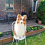 dog, chair, garden, flowers, grass, brick_wall, table, window, plant_pot, cat, hedge, outdoor, pet, animal, furniture, wooden_deck, sunlight, backyard, metal_chair, calm