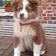 Ulysse a rejoint le concours — aidez-le/la à gagner de superbes lots ! puppy, dog, brown, white, fluffy, sitting, wooden_deck, brick_wall, window, collar, pet, cute, young_dog, outdoor, animal, fur, ears, nose, paws, adorable