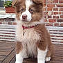 puppy, dog, brown, white, fluffy, sitting, wooden_deck, brick_wall, window, collar, pet, cute, young_dog, outdoor, animal, fur, ears, nose, paws, adorable