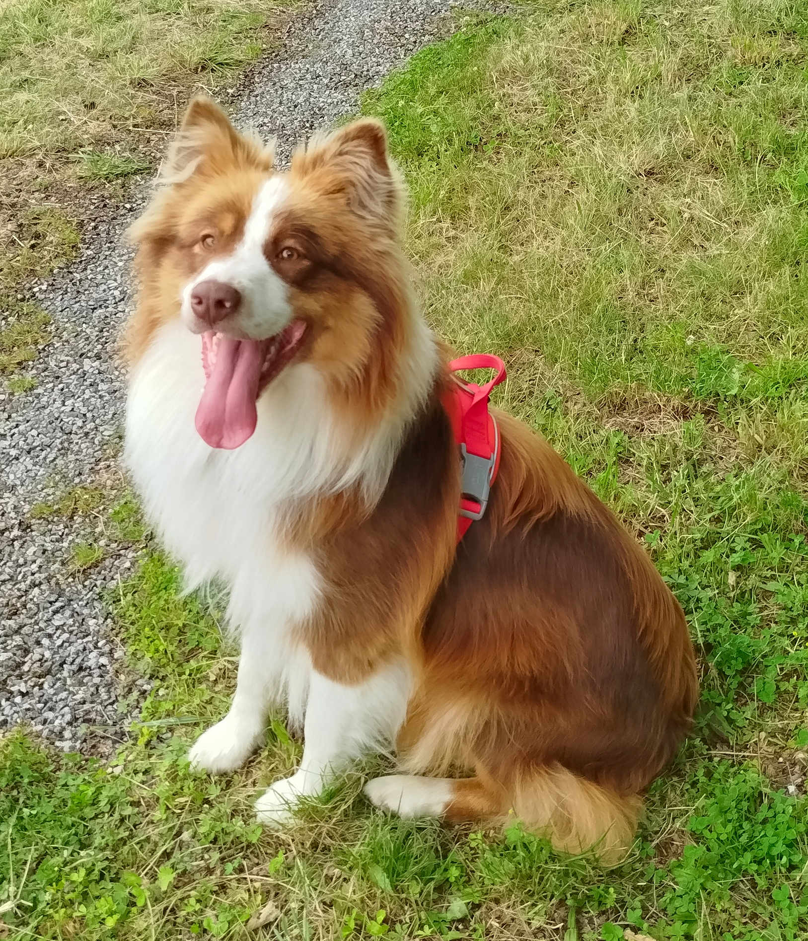 Ulysse a rejoint le concours — aidez-le/la à gagner de superbes lots ! dog, brown, white, fur, red_harness, grass, path, outdoor, pet, canine, sitting, tongue_out, ears_up, happy, nature, animal, mammal, companion, friendly, playful