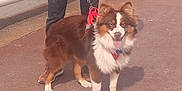Ulysse a rejoint le concours — aidez-le/la à gagner de superbes lots ! dog, brown, white, fluffy, leash, harness, pavement, person, shoes, outdoor, pet, canine, walking, happy, tongue_out, standing, animal, companion, daylight, sidewalk