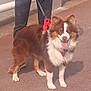 dog, brown, white, fluffy, leash, harness, pavement, person, shoes, outdoor, pet, canine, walking, happy, tongue_out, standing, animal, companion, daylight, sidewalk