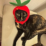 Sock is registered to the contest to win money with this photo: cat, tortoiseshell_cat, hat, costume, red_hat, green_leaves, chair, indoor, pet, animal, feline, whimsical, cute, funny, posing, fur, relaxed, looking_away, home, domestic