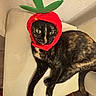 cat, tortoiseshell_cat, hat, costume, red_hat, green_leaves, chair, indoor, pet, animal, feline, whimsical, cute, funny, posing, fur, relaxed, looking_away, home, domestic