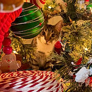 Cruz Chaney joined the competition — help win amazing prizes! blurred_background, candy_swirl, cat, celebration, christmas_tree, closeup, curious, decorations, festive, festivity, gingerbread_man, green_bauble, holiday_lights, holiday_season, indoor, ornament, pine_branches, soft_lighting, tabby_cat, winter