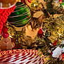 blurred_background, candy_swirl, cat, celebration, christmas_tree, closeup, curious, decorations, festive, festivity, gingerbread_man, green_bauble, holiday_lights, holiday_season, indoor, ornament, pine_branches, soft_lighting, tabby_cat, winter