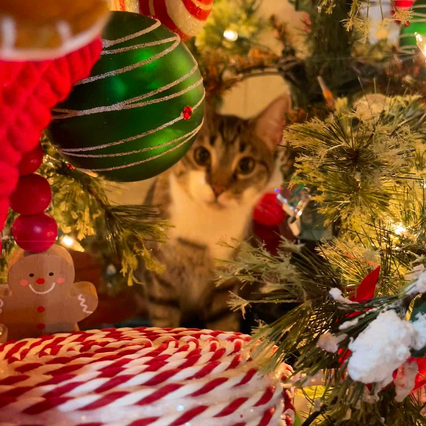 Cruz Chaney joined the competition — help win amazing prizes! blurred_background, candy_swirl, cat, celebration, christmas_tree, closeup, curious, decorations, festive, festivity, gingerbread_man, green_bauble, holiday_lights, holiday_season, indoor, ornament, pine_branches, soft_lighting, tabby_cat, winter