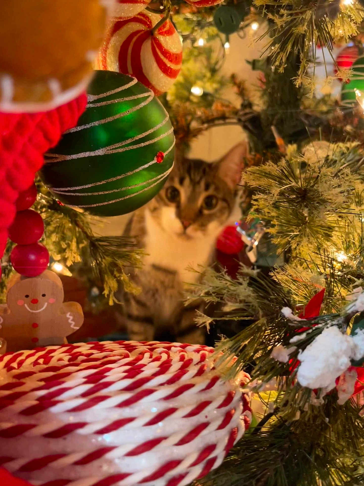 Cruz Chaney joined the competition — help win amazing prizes! blurred_background, candy_swirl, cat, celebration, christmas_tree, closeup, curious, decorations, festive, festivity, gingerbread_man, green_bauble, holiday_lights, holiday_season, indoor, ornament, pine_branches, soft_lighting, tabby_cat, winter