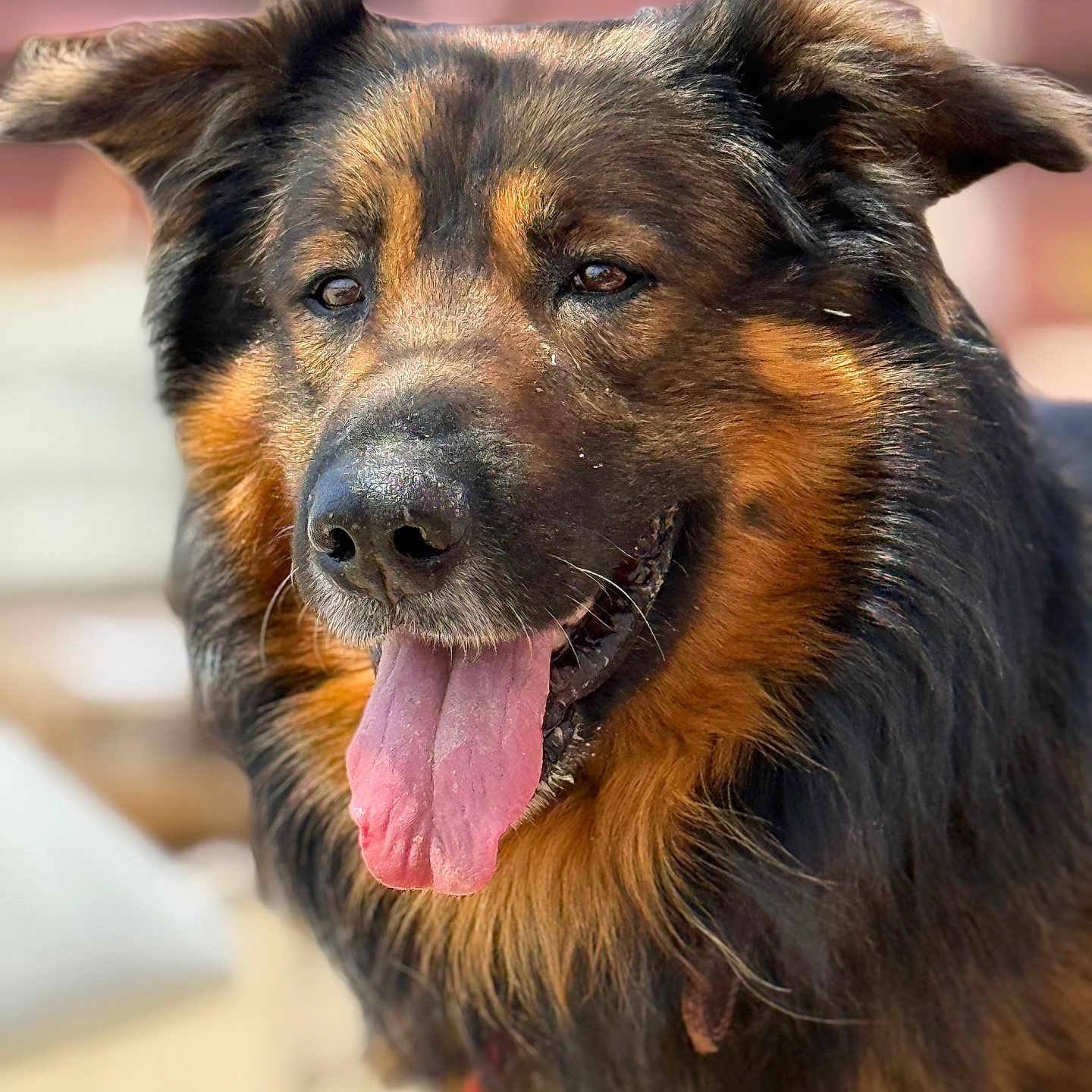 Mouss participe au concours pour gagner de l'argent avec cette photo : animal, black, brown, canine, closeup, dog, domestic_animal, ears, face, friendly, fur, fur_texture, happy, muzzle, nose, outdoor, pet, portrait, tongue, tongue_out