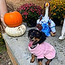 Sookie joined the competition — help win amazing prizes! puppy, dog, pet, black_and_tan, pink_sweater, sitting, happy, open_mouth, tongue, outdoor, autumn, halloween, pumpkin, flowers, chrysanthemums, garden, brick_wall, porch, doll, seasonal_decor