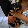 puppy, dog, wedding, couple, bride, groom, formalwear, black_and_tan, long_ears, portrait, outdoor, bouquet, white_flower, smiling, hands, holding, ceremony, celebration, sparkling_dress, greenery