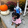 dog, puppy, black_and_tan, pink_sweater, pet, portrait, outdoor, porch, pumpkins, halloween, autumn, flowers, chrysanthemums, rocking_chair, doll, brick_wall, concrete, collar, tongue_out, festive
