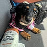 Sookie joined the competition — help win amazing prizes! dog, puppy, black_and_tan, cavalier_spaniel, pet, animal, car, car_seat, sitting, close_up, portrait, brown_eyes, floppy_ears, pink_outfit, clothing, plush_toy, stuffed_animal, paws, indoor, cute