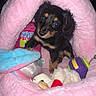 puppy, dog, black_and_tan, small_dog, pet, animal, sitting, portrait, cute, floppy_ears, brown_eyes, pink_bed, plush_bed, stuffed_animals, toys, blanket, indoor, cozy, colorful, photography