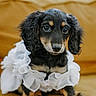 puppy, dog, black_and_tan, floppy_ears, brown_eyes, portrait, sitting, ruffled_collar, white_fabric, pet, animal, cute, adorable, indoor, wooden_background, warm_lighting, front_facing, fluffy_fur, paws, photography