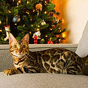 Miles joined the competition — help win amazing prizes! alert, animal, bengal_cat, cat, christmas_tree, couch, cozy, decorations, feline, holiday, indoor, lights, ornaments, pet, relaxed, sofa, striped, tabby, tail, whiskers