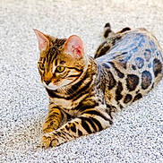 Miles is registered to the contest to win money with this photo: bengal_cat, carpet, cat, ears, feline, fur, green_eyes, indoor, laying, pattern, paws, pet, portrait, relaxed, spots, stripes, tail, texture, whiskers, young