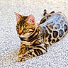 bengal_cat, carpet, cat, ears, feline, fur, green_eyes, indoor, laying, pattern, paws, pet, portrait, relaxed, spots, stripes, tail, texture, whiskers, young
