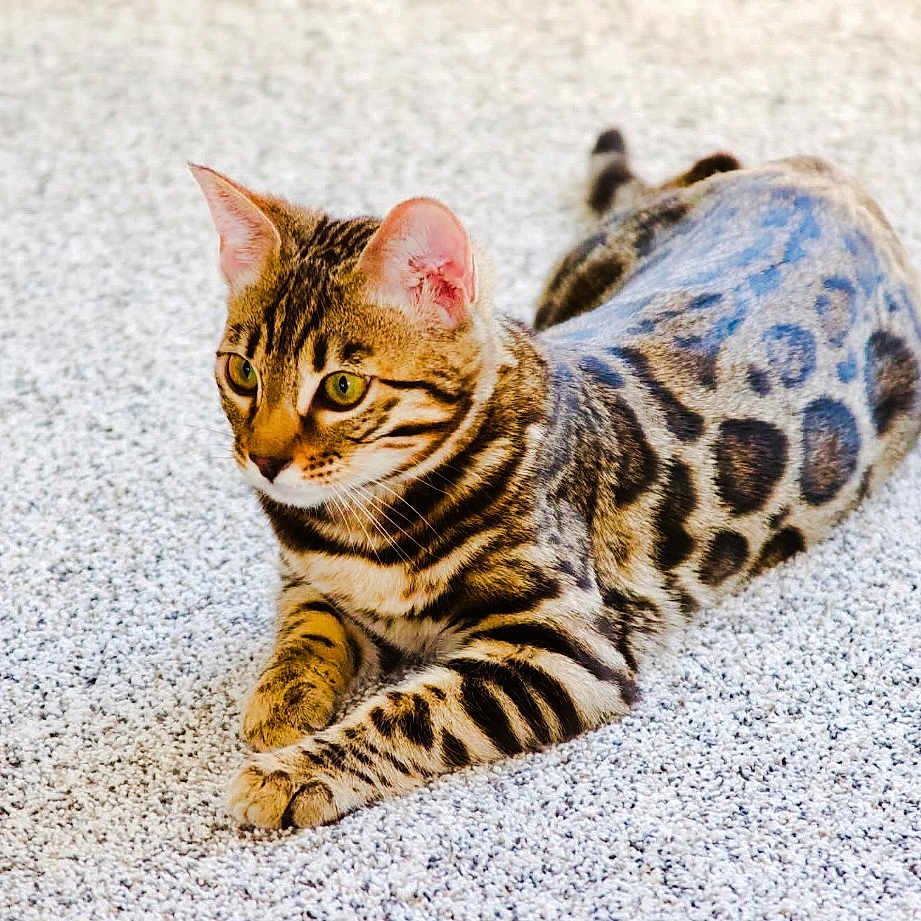 Miles is registered to the contest to win money with this photo: bengal_cat, carpet, cat, ears, feline, fur, green_eyes, indoor, laying, pattern, paws, pet, portrait, relaxed, spots, stripes, tail, texture, whiskers, young