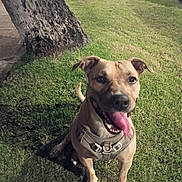 Franklin joined the competition — help win amazing prizes! animal, brown_fur, canine, collar, dog, excited, friendly, grass, happy, leash, looking_up, mammal, night, outdoor, parked_car, pet, sidewalk, sitting, tongue_out, tree