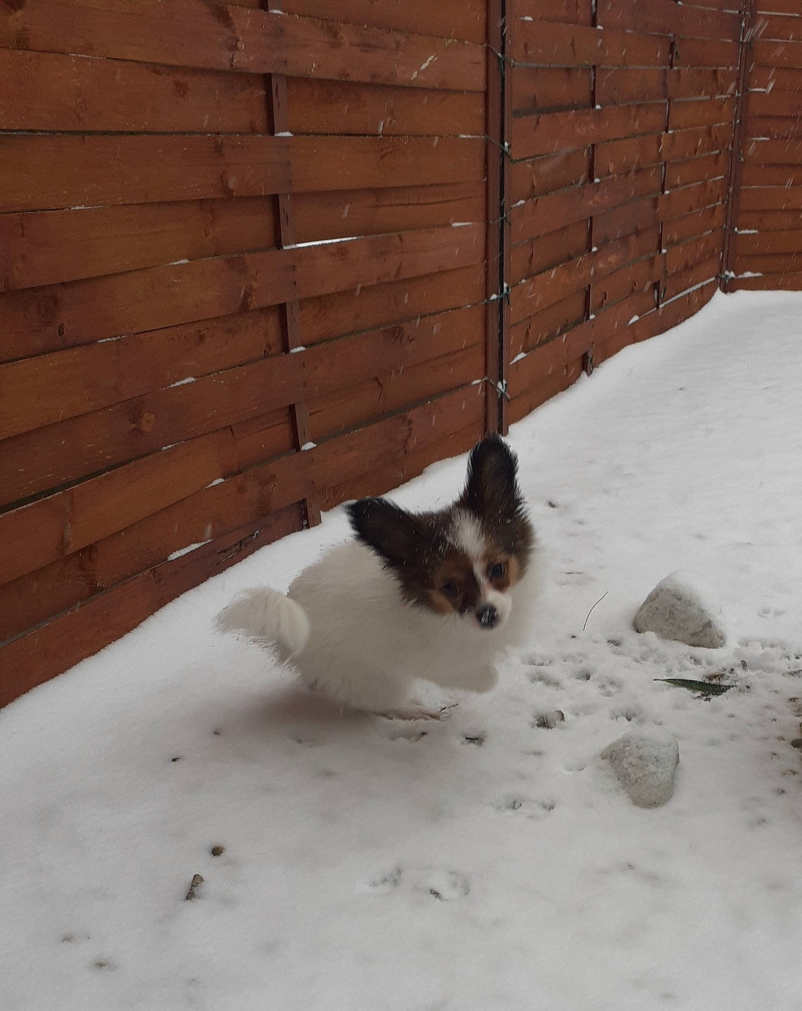 Relka participe au concours pour gagner de l'argent avec cette photo : beak, brickwork, dog_breed, event, fence, flooring, freezing, fur, grass, hardwood, home_fencing, landscape, lumber, precipitation, snow, tail, winter, wood, wood_stain, yard