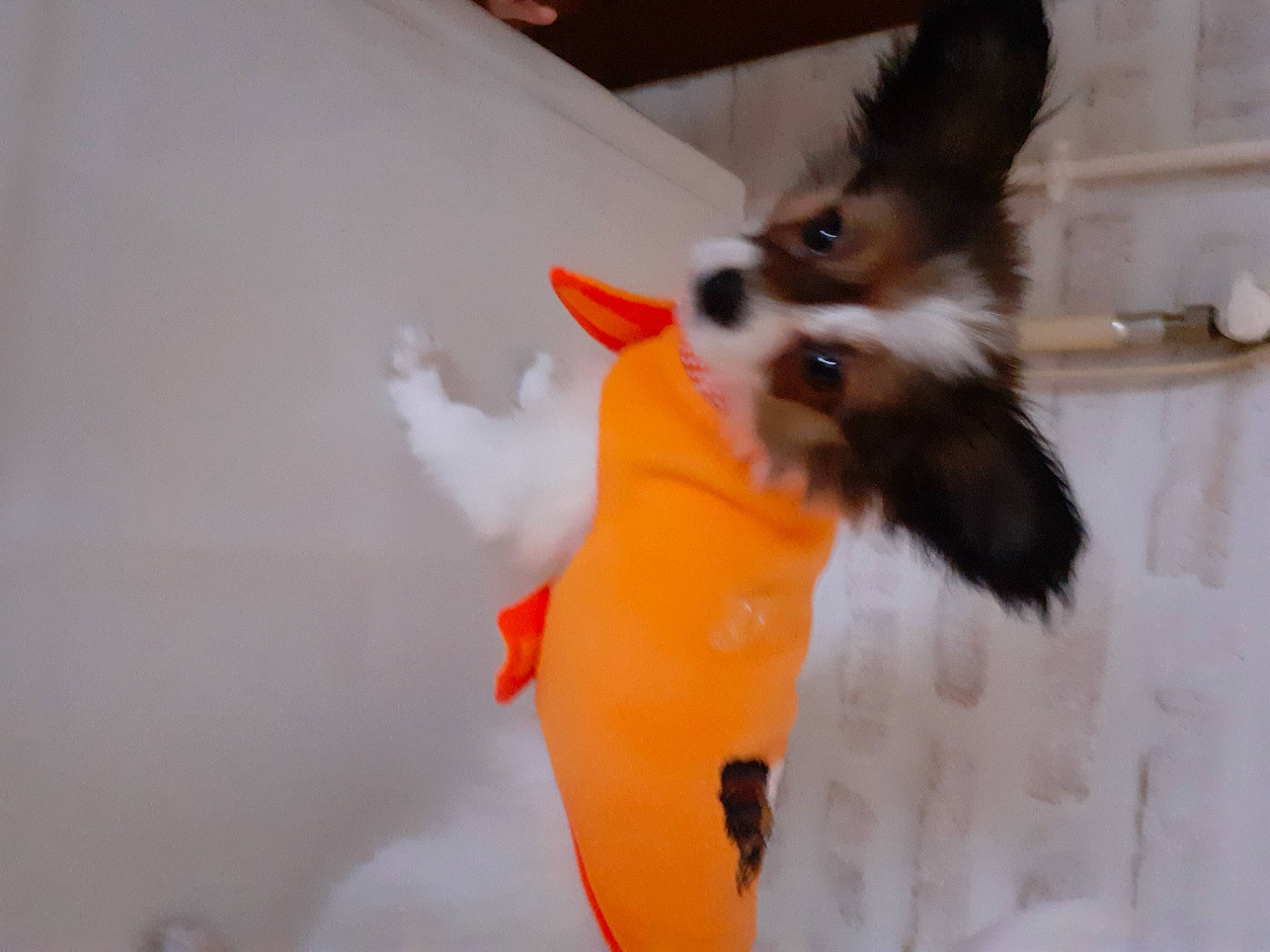 Relka a rejoint le concours — aidez-le/la à gagner de superbes lots ! canidae, carnivore, companion_dog, dog, dog_breed, dog_clothes, dog_supply, fawn, fur, gesture, paw, pet_supply, pomeranian, snout, sporting_group, tail, toy_dog, whiskers, wing, working_animal