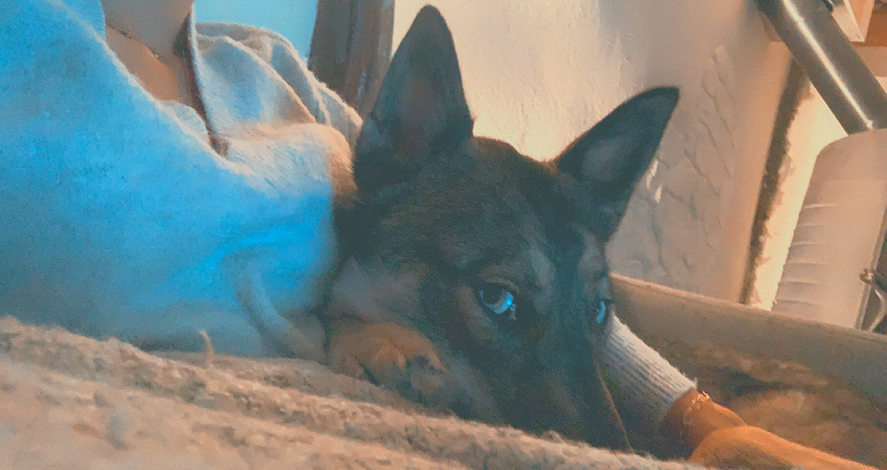 Raïko a rejoint le concours — aidez-le/la à gagner de superbes lots ! canidae, carnivore, companion_dog, dog, dog_breed, dog_supply, ear, fawn, fur, jaw, non_sporting_group, paw, puppy, snout, sporting_group, terrestrial_animal, whiskers, wildlife, working_animal, working_dog