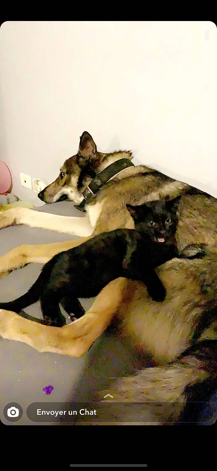 Raïko participe au concours pour gagner de l'argent avec cette photo : ancient_dog_breeds, art, canidae, canis, carnivore, comfort, companion_dog, dog, dog_breed, fawn, herding_dog, non_sporting_group, paint, painting, sporting_group, tail, terrestrial_animal, visual_arts, working_animal, working_dog