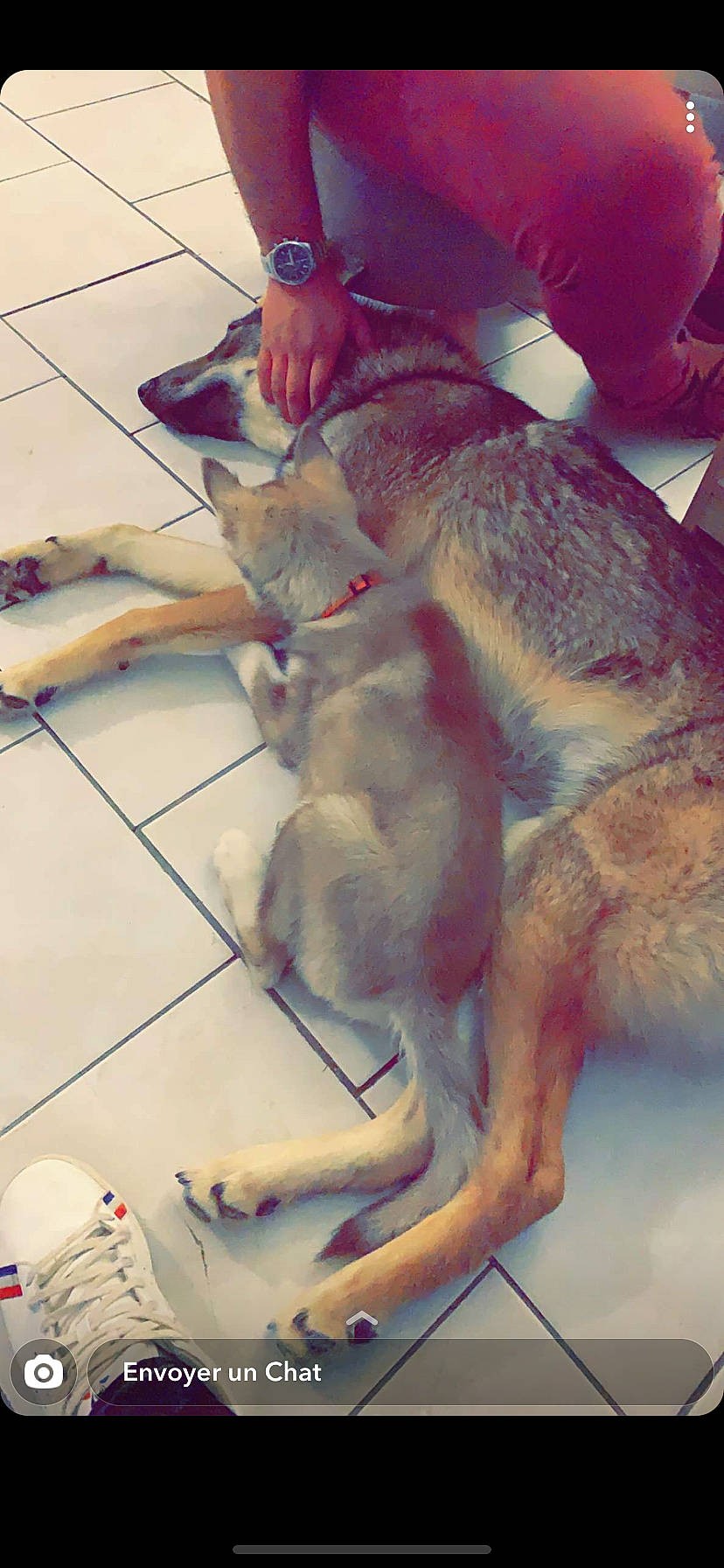 Raïko a rejoint le concours — aidez-le/la à gagner de superbes lots ! canidae, carnivore, companion_dog, dog_breed, fawn, felidae, flooring, foot, fun, fur, human_leg, kangaroo, marsupial, paw, small_to_medium_sized_cats, sporting_group, tail, thigh, visual_arts, working_animal