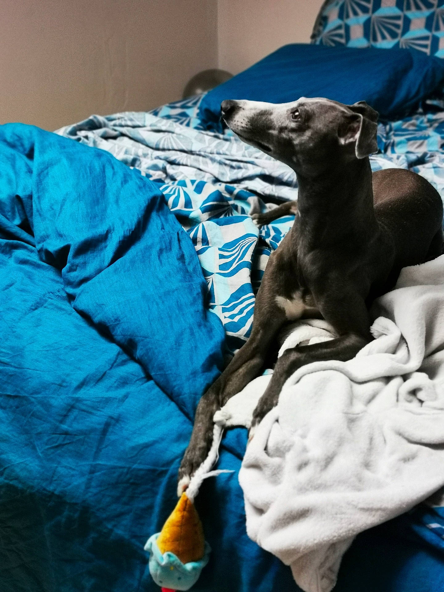 Lyska participe au concours pour gagner de l'argent avec cette photo : blue, canidae, carnivore, comfort, companion_dog, dog, dog_breed, dog_supply, electric_blue, fawn, grey, guard_dog, linens, magyar_agar, rampur_greyhound, sighthound, sporting_group, terrestrial_animal, toy_dog, working_animal