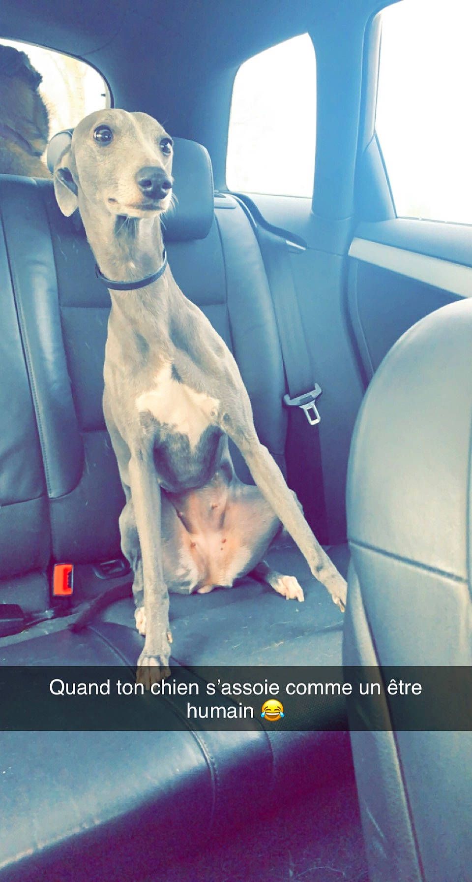 Lyska participe au concours pour gagner de l'argent avec cette photo : automotive_exterior, canidae, car, car_seat, car_seat_cover, carnivore, companion_dog, dog, dog_breed, family_car, fawn, font, head_restraint, metal, photo_caption, sporting_group, vehicle, vehicle_door, window, working_animal