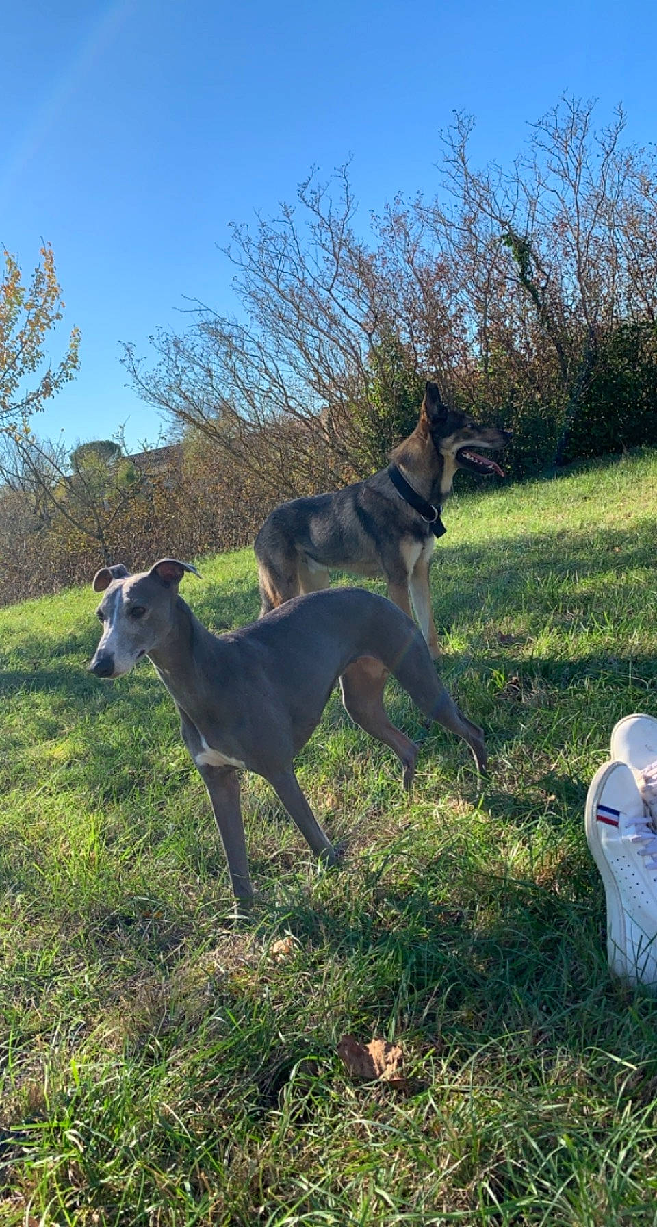 Lyska a rejoint le concours — aidez-le/la à gagner de superbes lots ! canidae, carnivore, dog, dog_breed, electric_blue, fawn, grass, grassland, hunting_dog, non_sporting_group, pasture, plant, rampur_greyhound, sky, sporting_group, tail, terrestrial_animal, tree, wildlife, working_animal