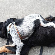 Pop a rejoint le concours — aidez-le/la à gagner de superbes lots ! dog, puppy, playing, resting, concrete, black_fur, white_fur, collar, leash, outdoor, animal, pet, canine, fur, paw, lying_down, companionship, friendship, cute, relaxed