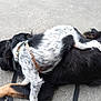 dog, puppy, playing, resting, concrete, black_fur, white_fur, collar, leash, outdoor, animal, pet, canine, fur, paw, lying_down, companionship, friendship, cute, relaxed