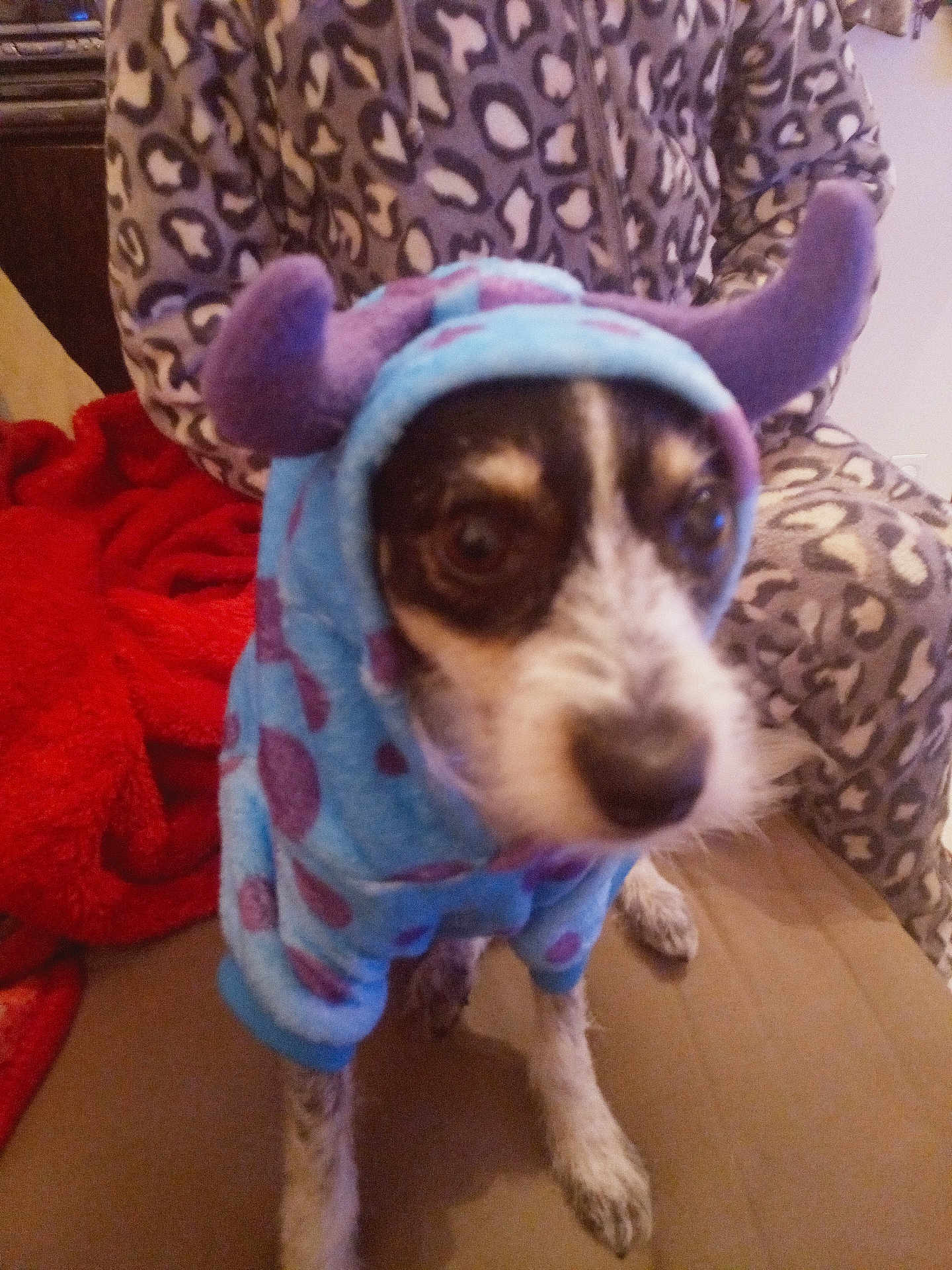 Pop participe au concours pour gagner de l'argent avec cette photo : dog, hoodie, costume, purple, blue, spots, couch, blanket, leopard_print, pajamas, person, pet, indoor, furniture, animal, sitting, cute, closeup, fur, eyes