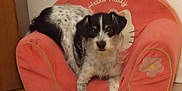 Pop a rejoint le concours — aidez-le/la à gagner de superbes lots ! dog, pet, indoor, hello_kitty, pink_chair, small_chair, black_and_white, cute, relaxed, floor, furniture, animal, cozy, home, resting, looking_at_camera, dog_breed, portrait, living_room, comfortable