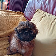 Bandy a rejoint le concours — aidez-le/la à gagner de superbes lots ! dog, puppy, small_dog, shih_tzu, fluffy, brown_fur, black_face, sitting, indoors, sofa, couch, blanket, pillow, living_room, pet, portrait, cute, long_hair, fan, home_decor