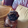 dog, puppy, small_dog, shih_tzu, fluffy, brown_fur, black_face, sitting, indoors, sofa, couch, blanket, pillow, living_room, pet, portrait, cute, long_hair, fan, home_decor