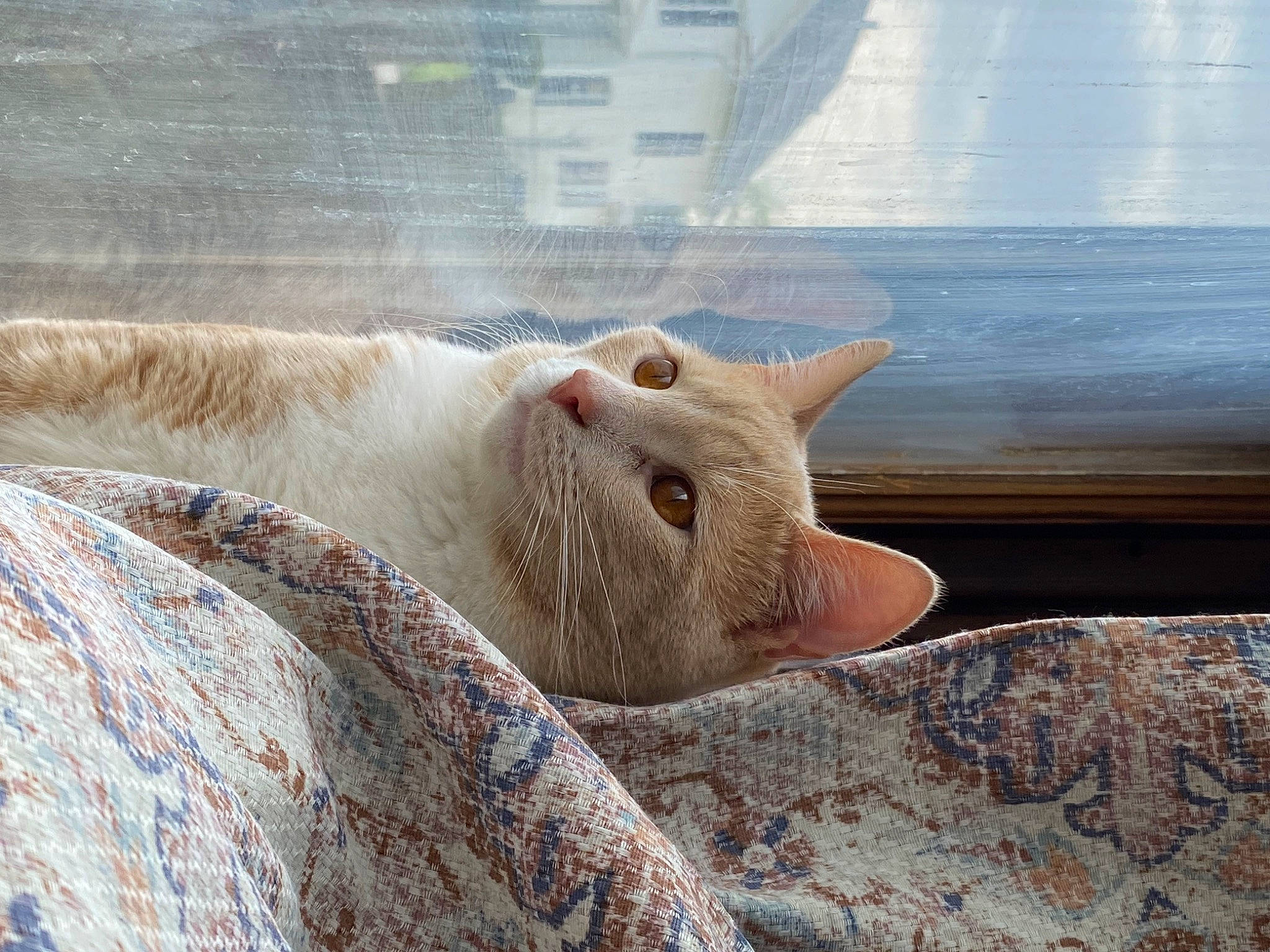 Chunky joined the competition — help win amazing prizes! canidae, carnivore, cat, comfort, domestic_short_haired_cat, eye, fawn, felidae, fur, goats, grass, livestock, small_to_medium_sized_cats, snout, tail, terrestrial_animal, whiskers, wildlife, window, wood