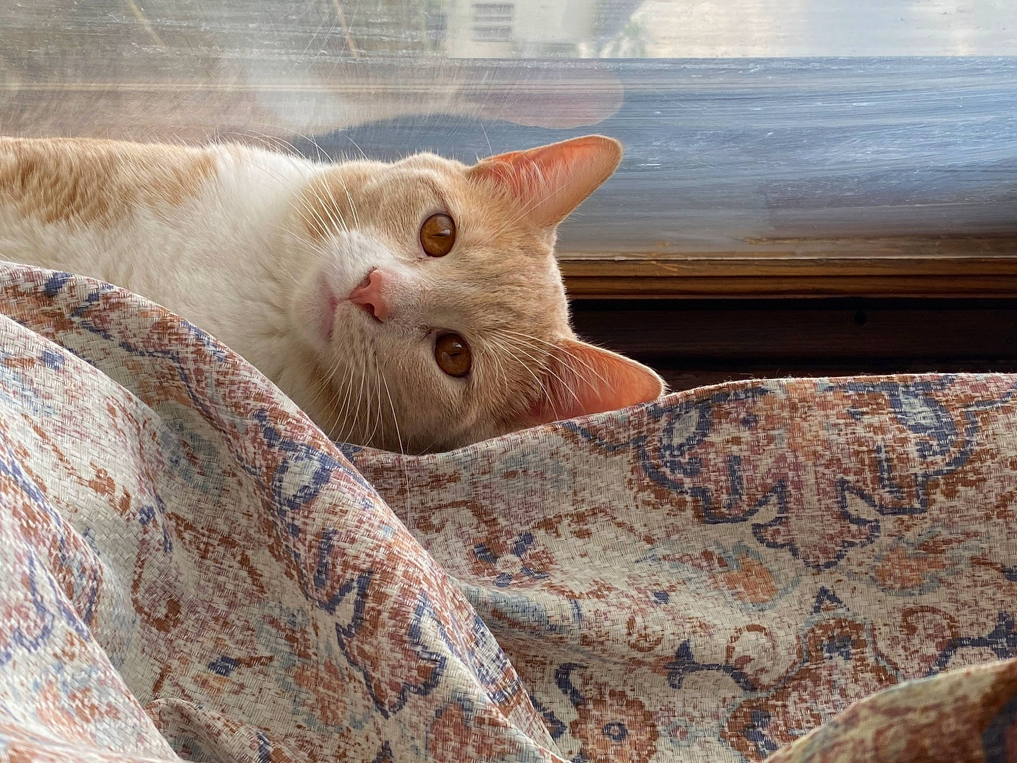 Chunky joined the competition — help win amazing prizes! basket, carnivore, cat, claw, comfort, domestic_short_haired_cat, fawn, felidae, fur, linens, pattern, paw, small_to_medium_sized_cats, snout, tail, terrestrial_animal, whiskers, wood