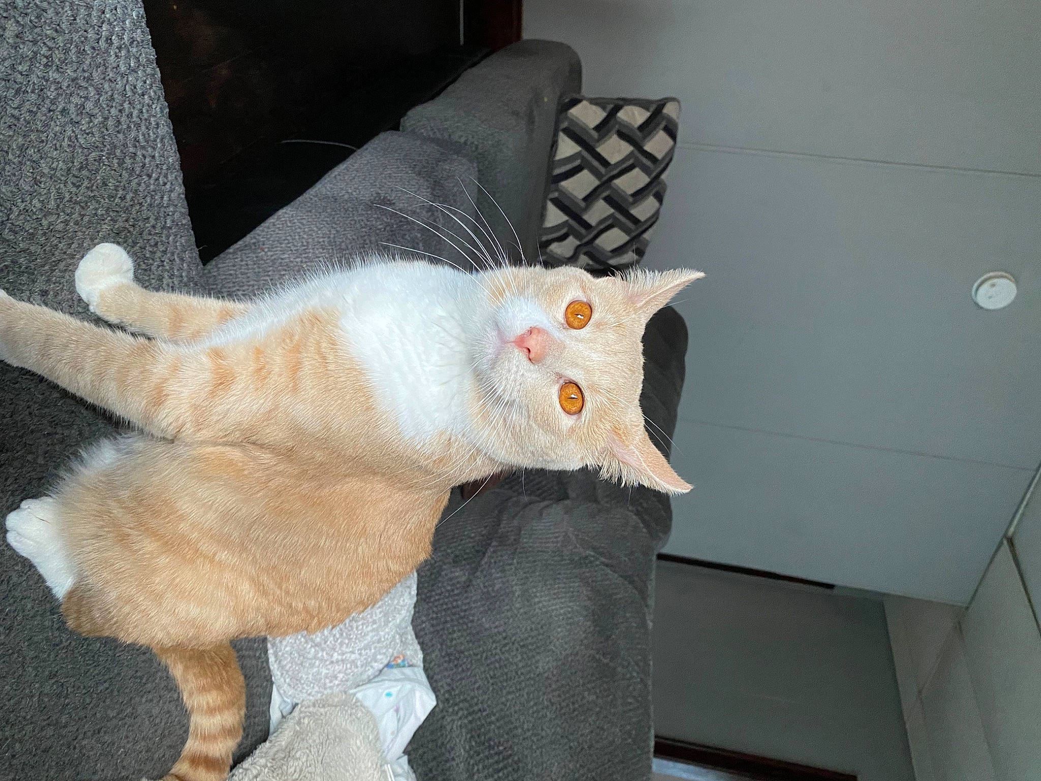 Chunky joined the competition — help win amazing prizes! carnivore, cat, claw, comfort, devon_rex, domestic_short_haired_cat, fawn, felidae, foot, fur, lap, linens, nail, paw, small_to_medium_sized_cats, stuffed_toy, tail, thread, whiskers, wool